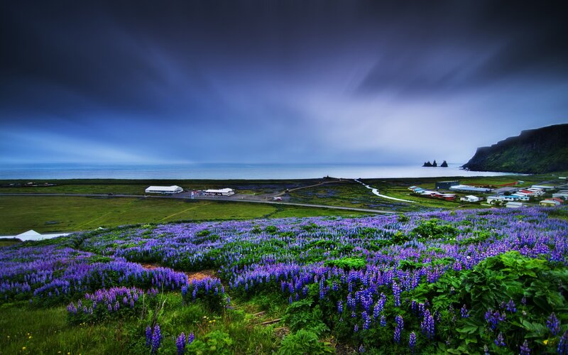Purple Flowers by Coast
