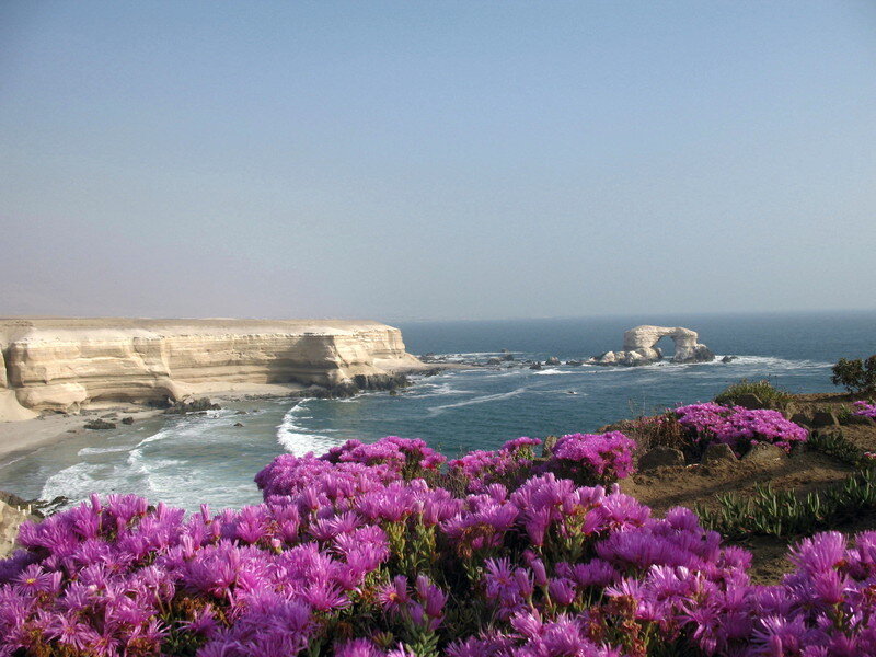 purple flowers by coastal cliffs