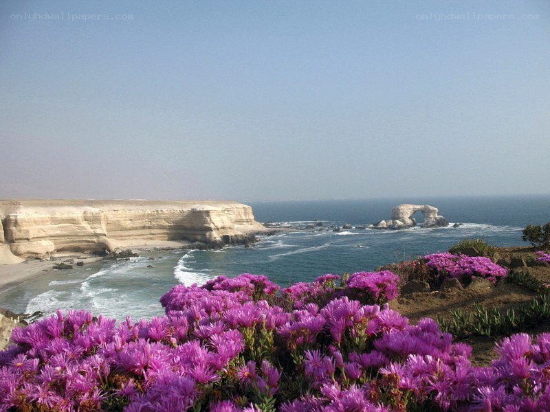 purple flowers by coastal cliffs