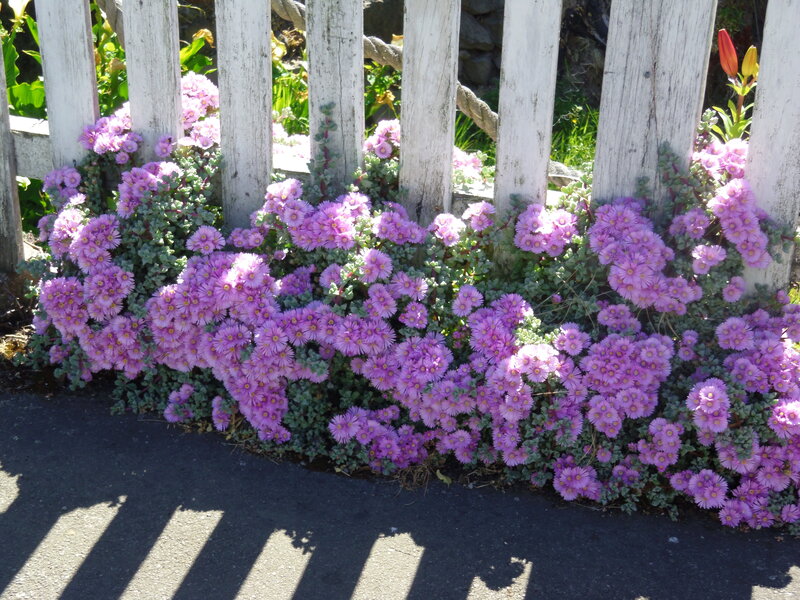 Purple Flowers by Fence — Serene, Afternoon, Photograph, Road