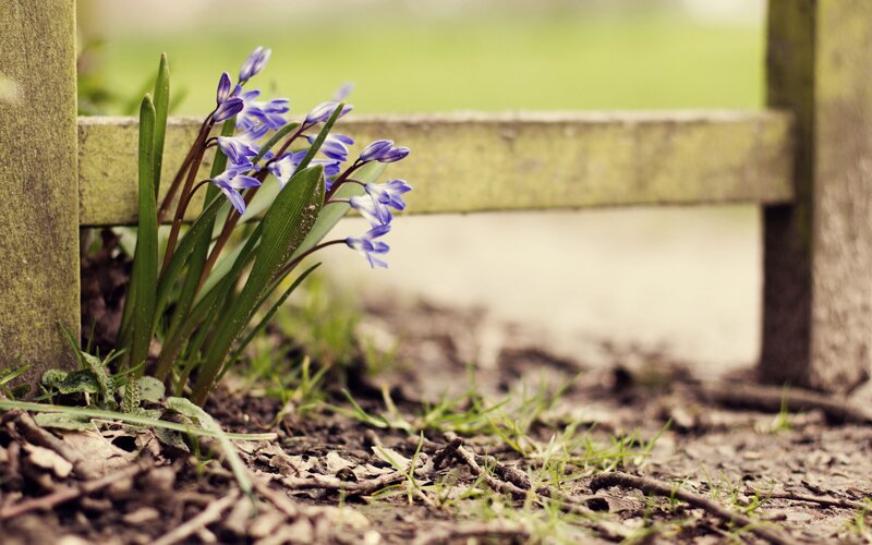 Purple Flowers by Fence — Serene, Spring, Photograph, Grass, Soil