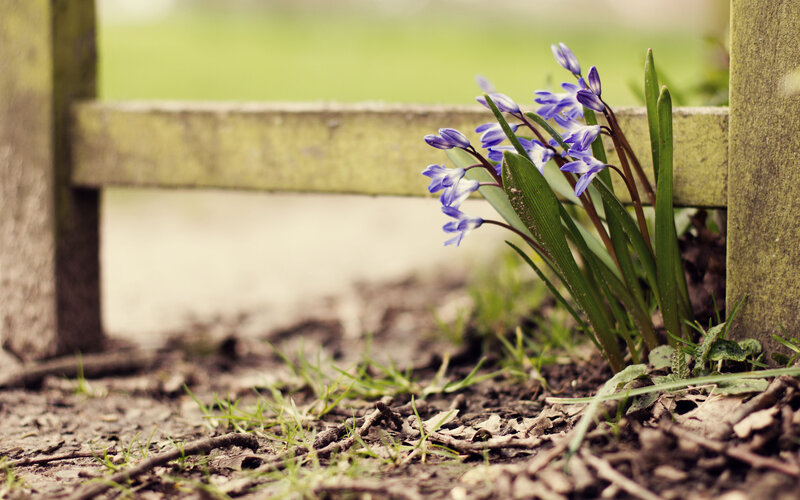 Purple Flowers by Fence — Serene