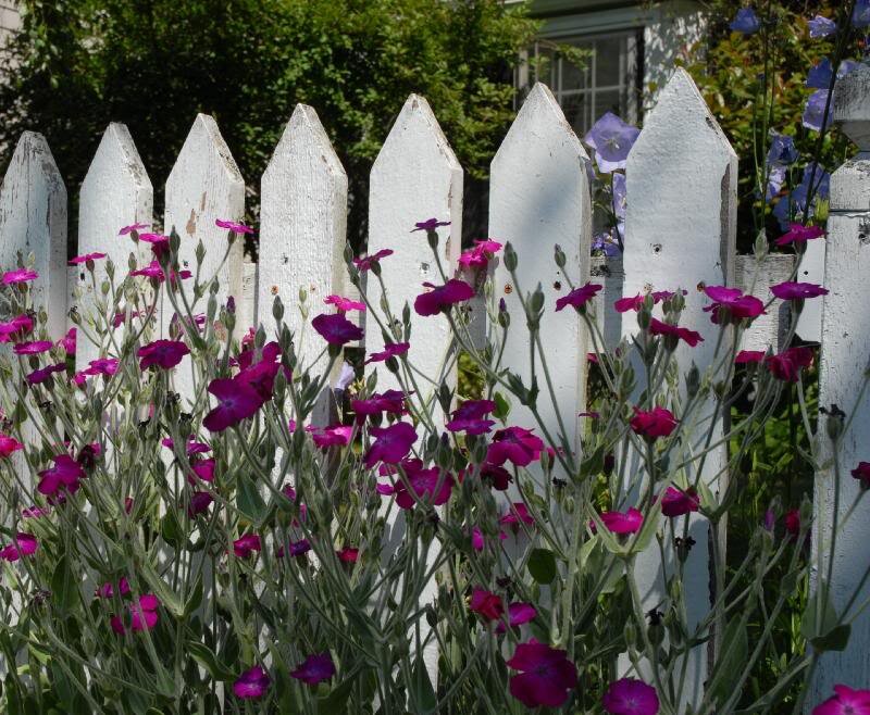 Purple Flowers by Fence