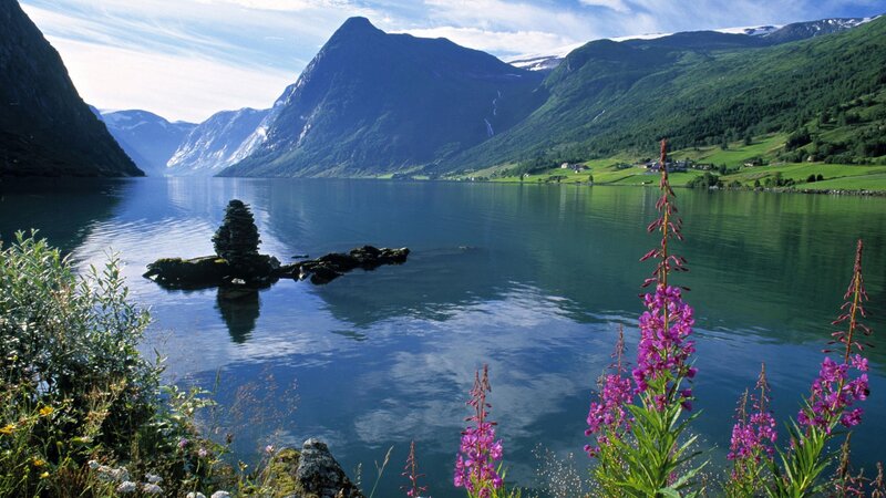 Purple Flowers by Fjord — Serene