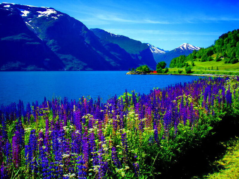 Purple Flowers by Fjord