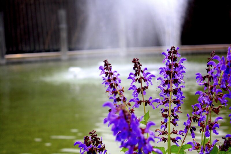 Purple Flowers by Fountain