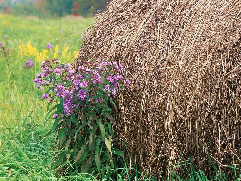 Purple Flowers by Hay Bale
