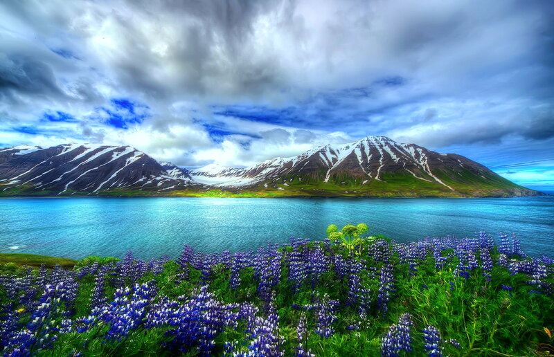 Purple Flowers by Lake — Blue, Dramatic, Summer