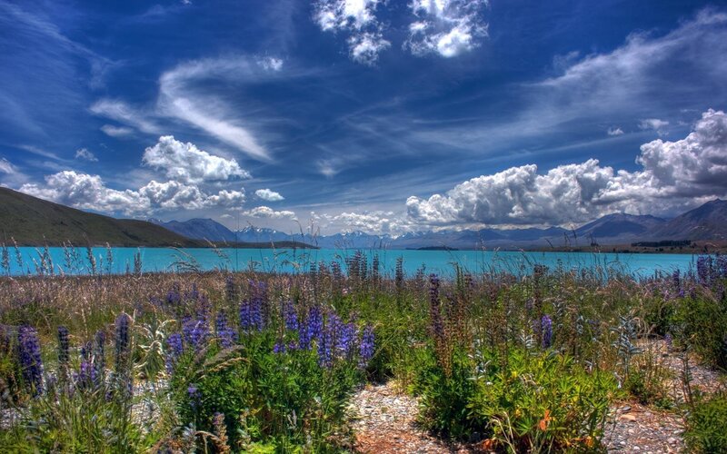 Purple Flowers by Lake — Blue, Dramatic