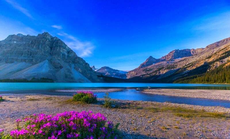 Purple Flowers by Lake — Blue, Serene, Night