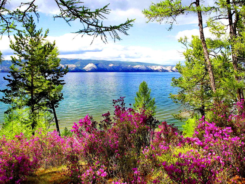 Purple Flowers by Lake — Blue, Serene, Spring