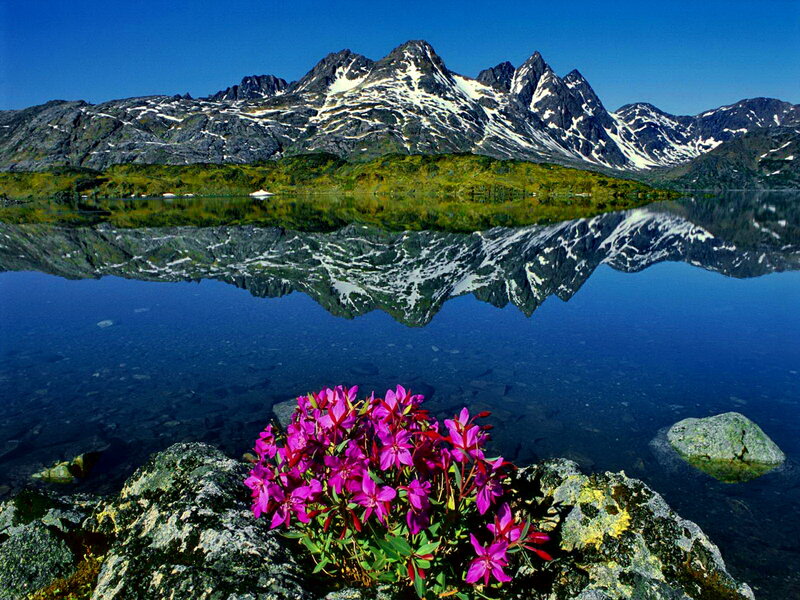 Purple Flowers by Lake — Blue, Serene, Summer, Photograph