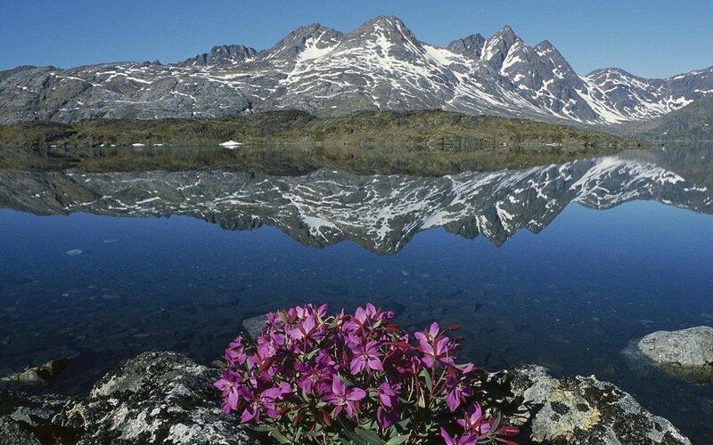 Purple Flowers by Lake — Blue, Serene, Summer