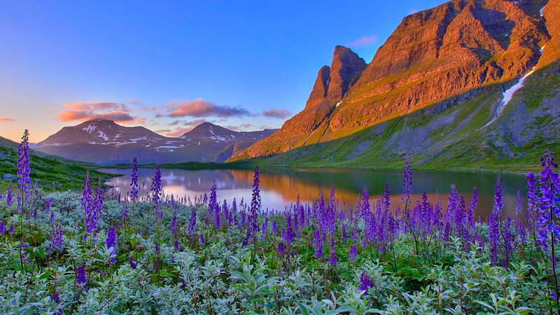 Purple Flowers by Lake — Blue, Serene, Sunset, Photograph