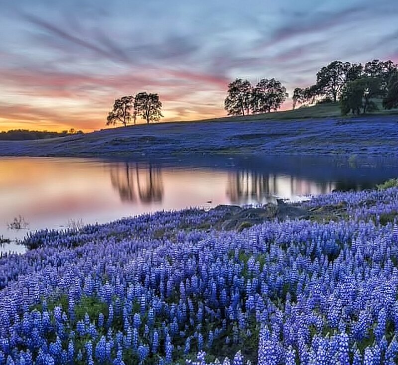Purple Flowers by Lake — Blue, Serene, Sunset, Photograph, Trees