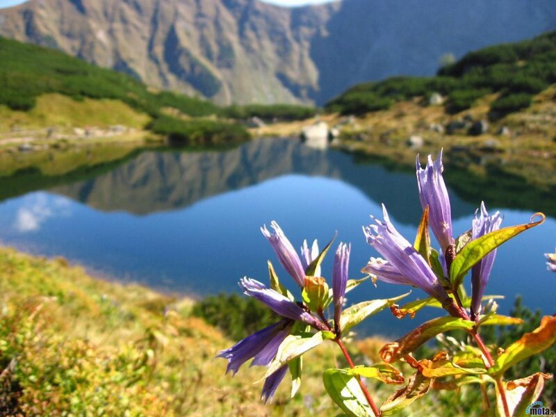 Purple Flowers by Lake — Blue, Serene