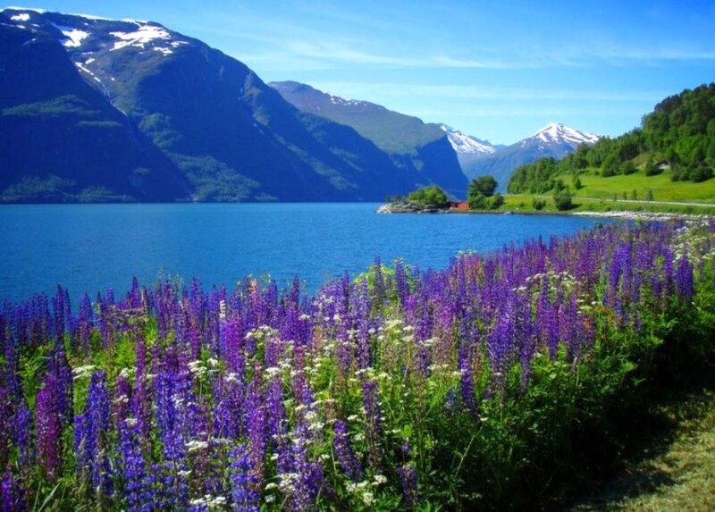 Purple Flowers by Lake — Blue