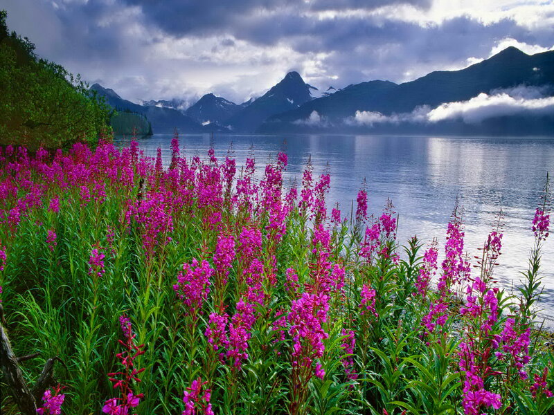 Purple Flowers by Lake — Dramatic, Afternoon