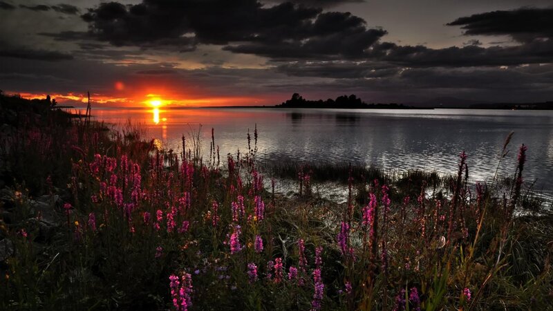 Purple Flowers by Lake — Dramatic, Sunset, Photograph, Clouds