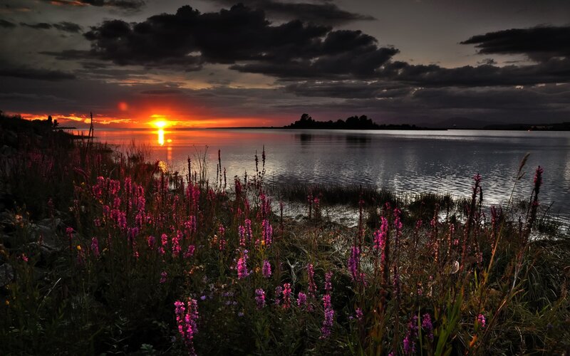 Purple Flowers by Lake — Dramatic, Sunset, Photograph, Clouds, Water