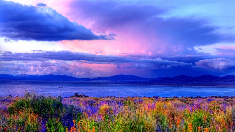 Purple Flowers by Lake — Dramatic, Sunset, Photograph, Mountains