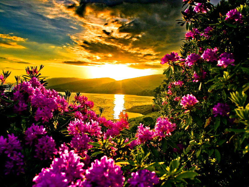 Purple Flowers by Lake — Dramatic, Sunset, Photograph