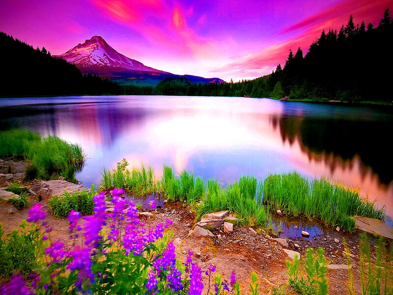 Purple Flowers by Lake — Dramatic, Sunset