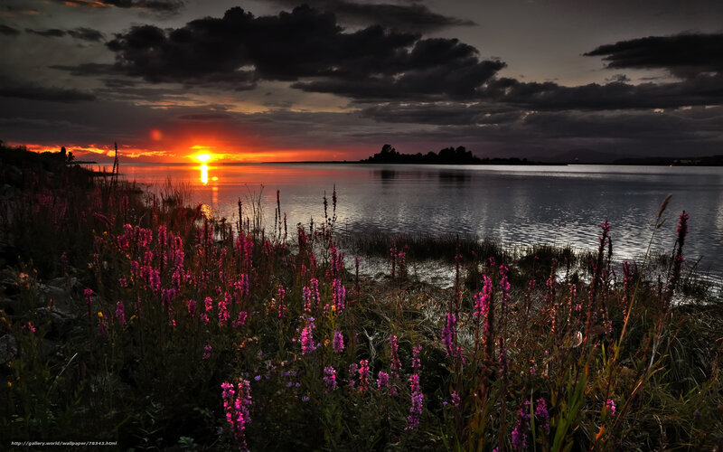 Purple Flowers by Lake — Dramatic