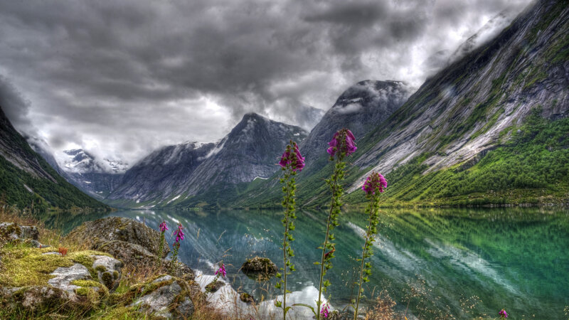 Purple Flowers by Lake — Green, Dramatic, Photograph