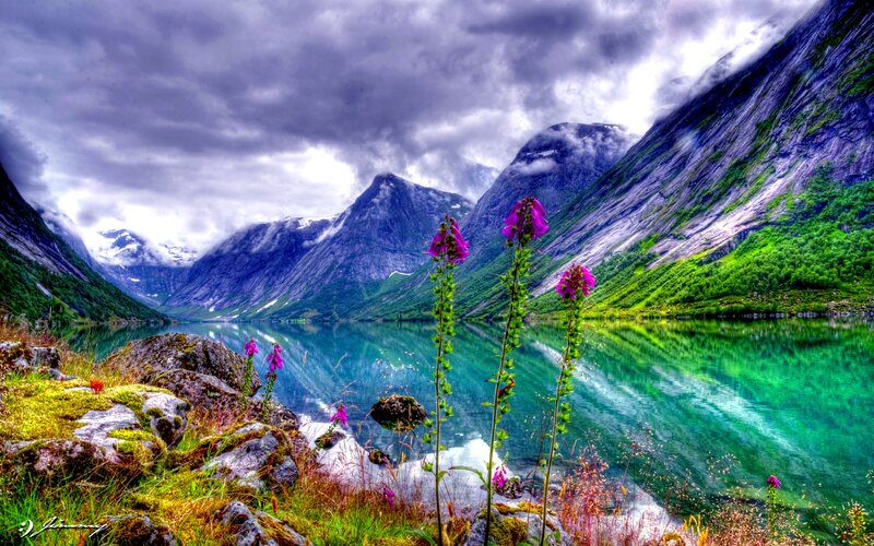 Purple Flowers by Lake — Green, Dramatic