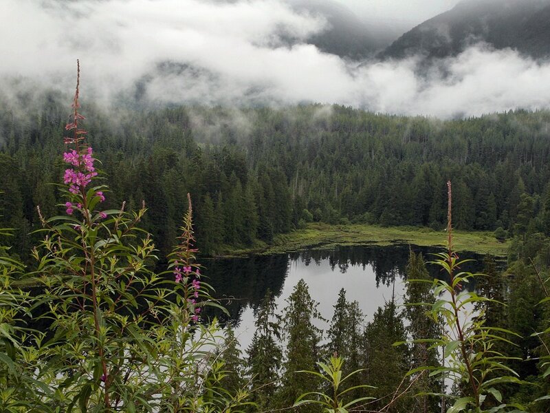 Purple Flowers by Lake — Green, Misty