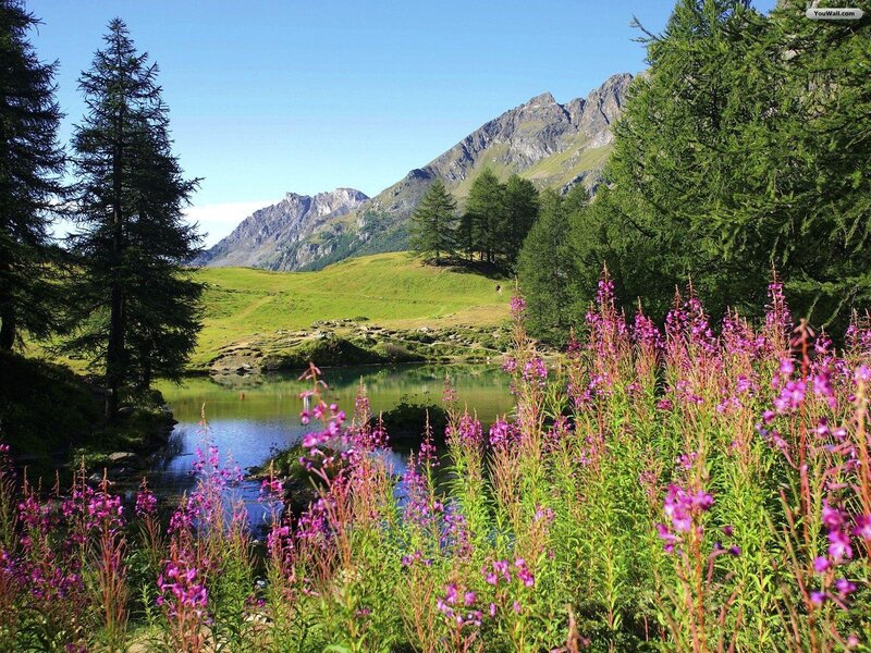 Purple Flowers by Lake — Green, Serene, Summer, Photograph, Mountains