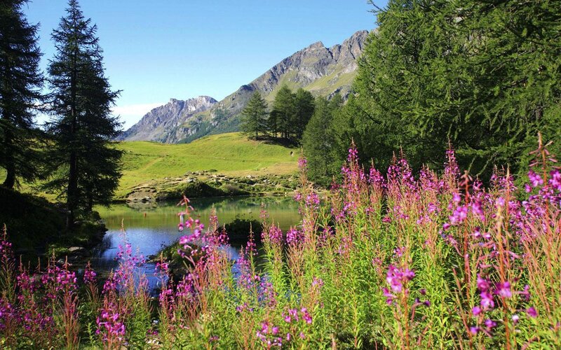 Purple Flowers by Lake — Green, Serene, Summer