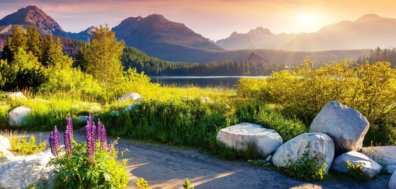 Purple Flowers by Lake — Green, Serene, Sunset, Photograph