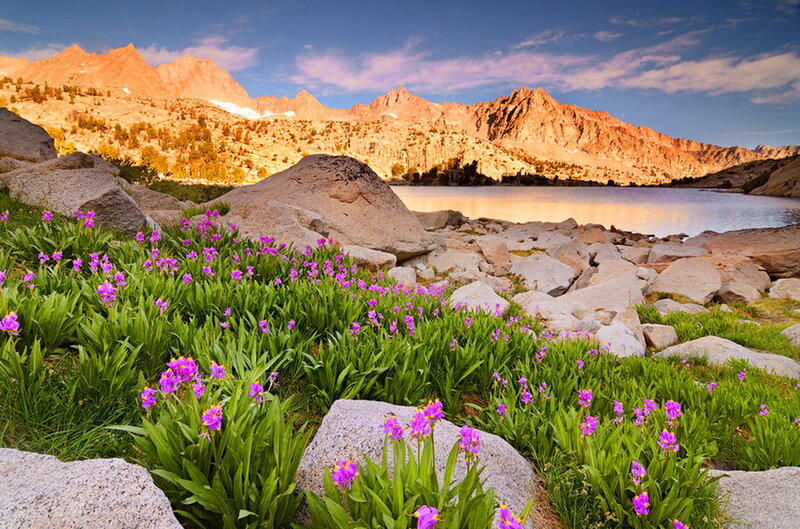 Purple Flowers by Lake — Green, Serene, Sunset