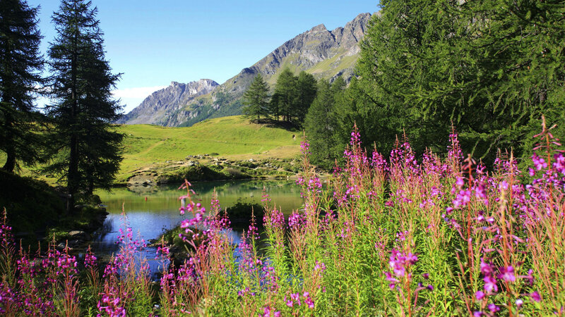 Purple Flowers by Lake — Green, Serene