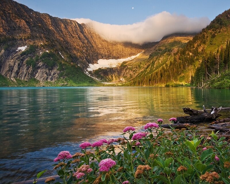 Purple Flowers by Lake — Green