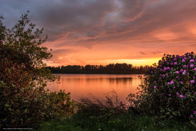 Purple Flowers by Lake — Orange, Dramatic, Sunset
