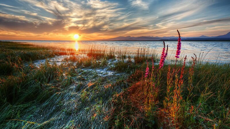 Purple Flowers by Lake — Orange, Serene