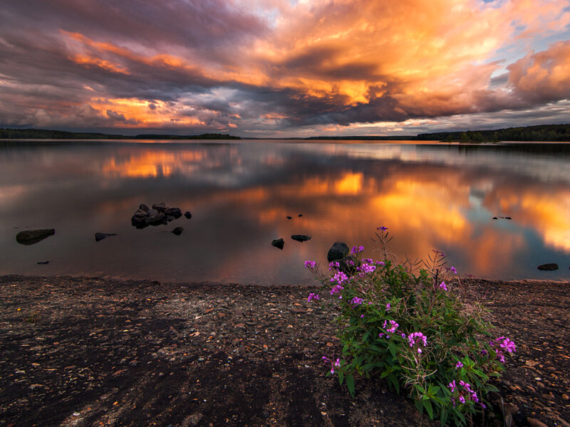 Purple Flowers by Lake — Orange