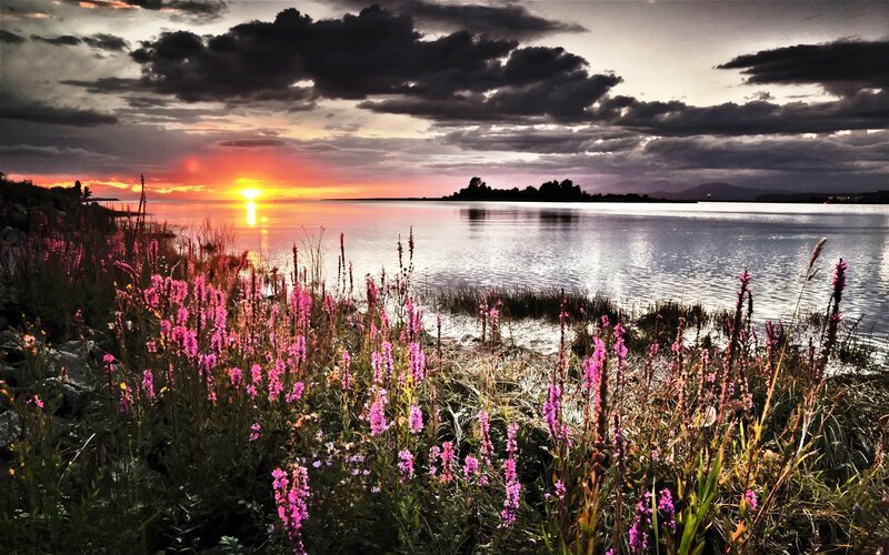 Purple Flowers by Lake — Pink, Dramatic