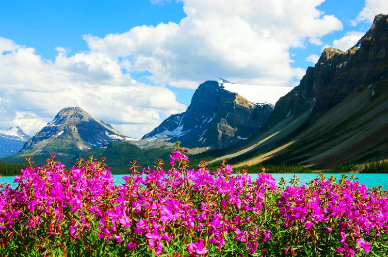 Purple Flowers by Lake — Pink, Serene, Summer