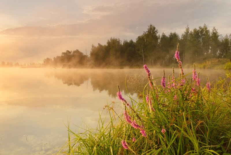 Purple Flowers by Lake — Pink, Serene