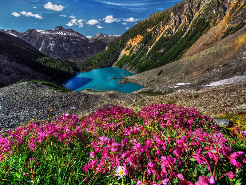 Purple Flowers by Lake — Pink
