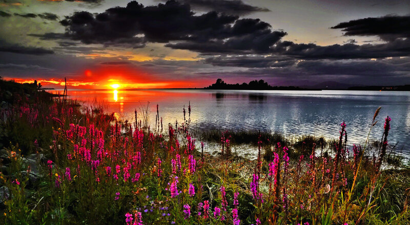 Purple Flowers by Lake — Red