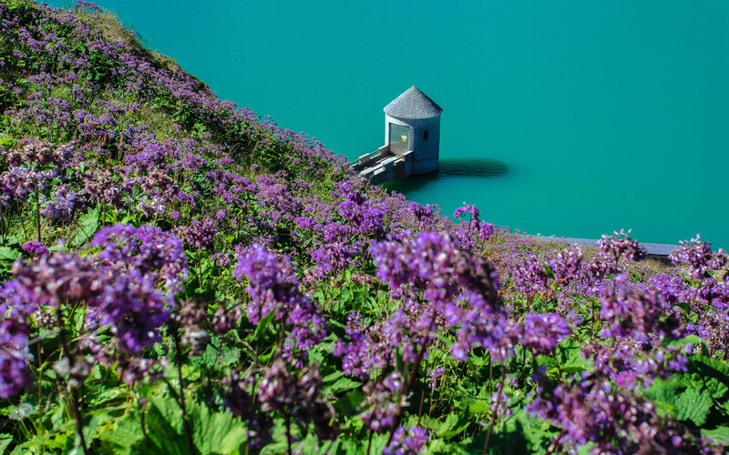 Purple Flowers by Lake — Serene, Afternoon, Photograph