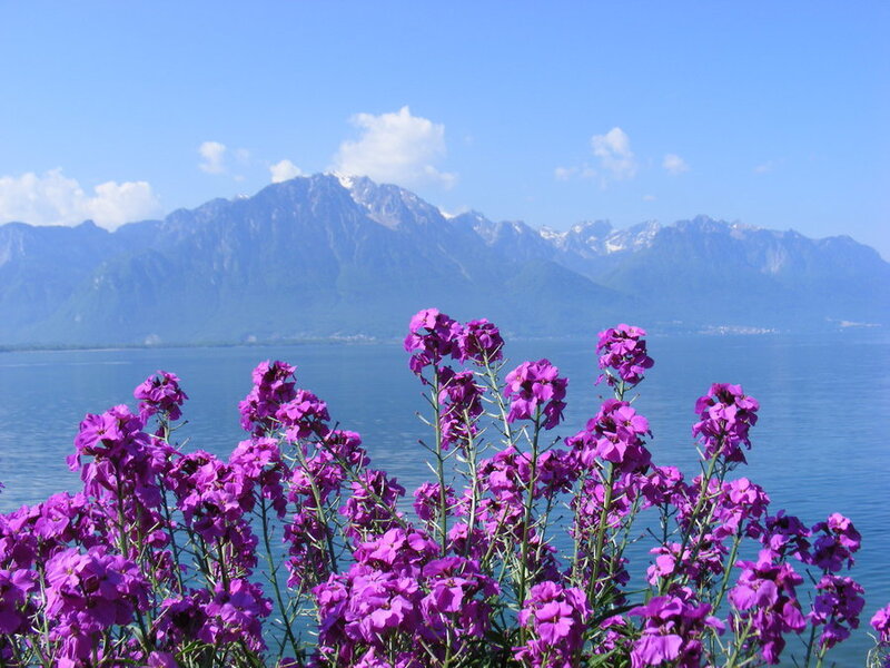 Purple Flowers by Lake — Serene, Afternoon