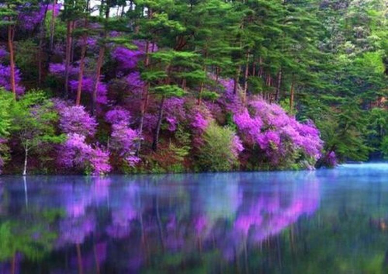 Purple Flowers by Lake — Serene, Spring, Photograph