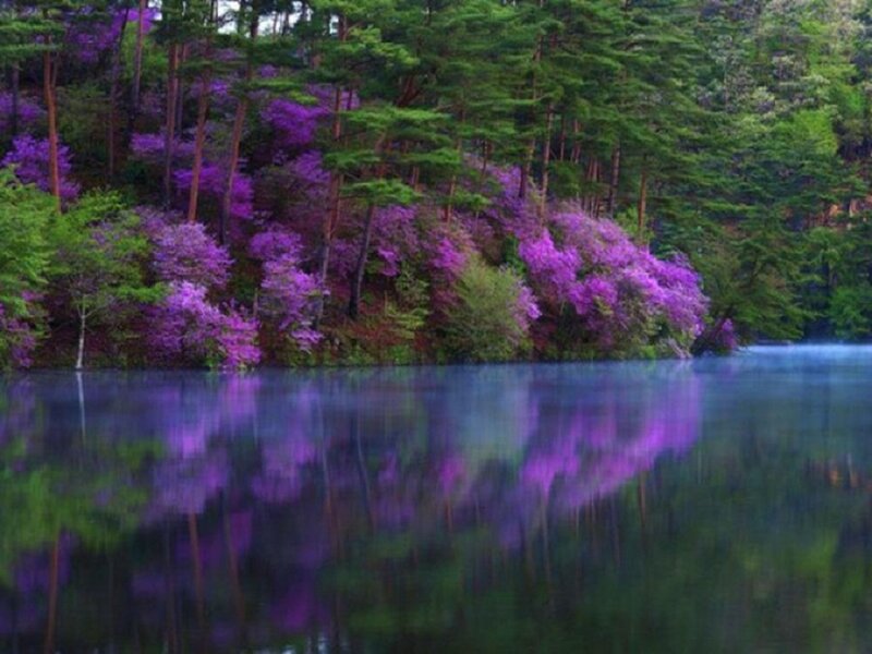 Purple Flowers by Lake — Serene, Spring, Photograph, Trees