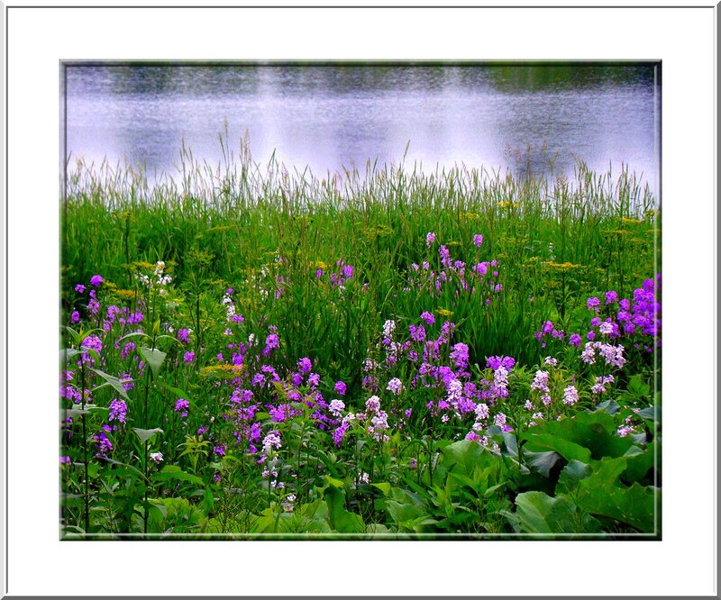 Purple Flowers by Lake — Serene, Spring